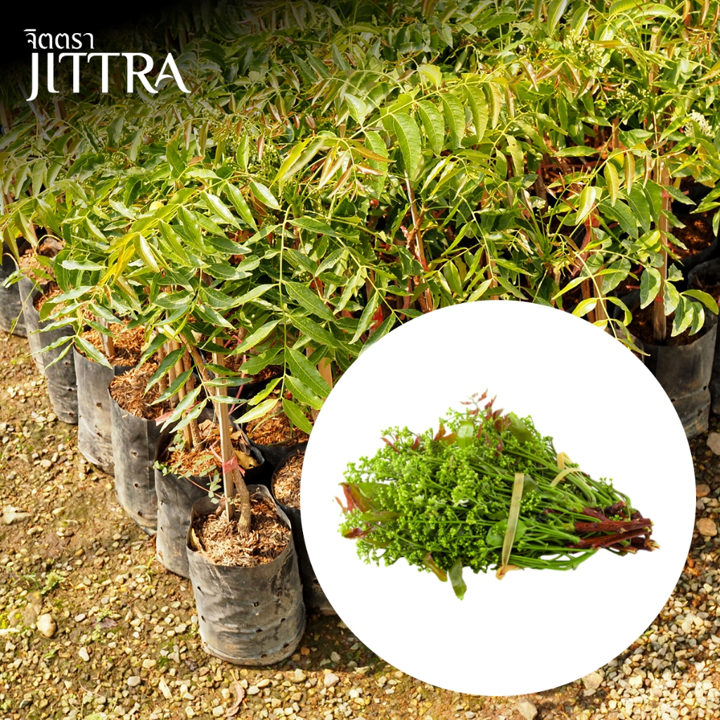 จิตตรา ต้นสะเดามันทวาย เสียบยอดสูง 50-70 ซม. ปลูกปีเดียวติดลูก พร้อมส่ง เคลมฟรี