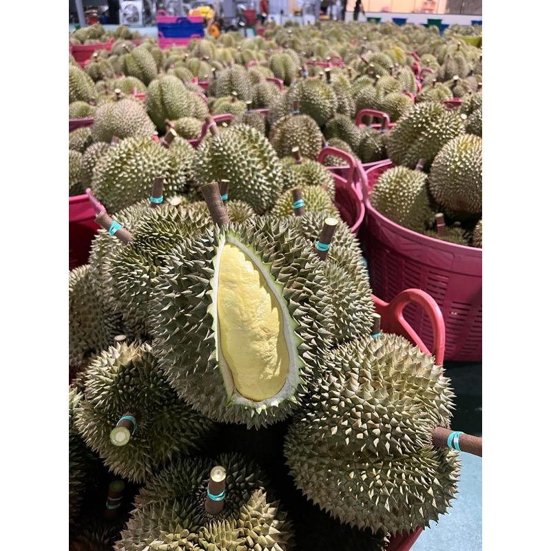ทุเรียนหมอนทองชุมพร #durian Golden pillow #สวนลุงคง #durian Golden pillow