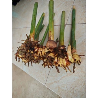 พันธุ์​ข่า​เหลือง​ พันธุ์​ข่าใหญ่​ ราคา​ถูก​มาก