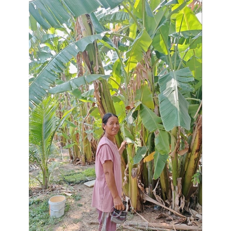 พันธุ์​กล้วยน้ำว้ายักษ์​ 2​ ต้น