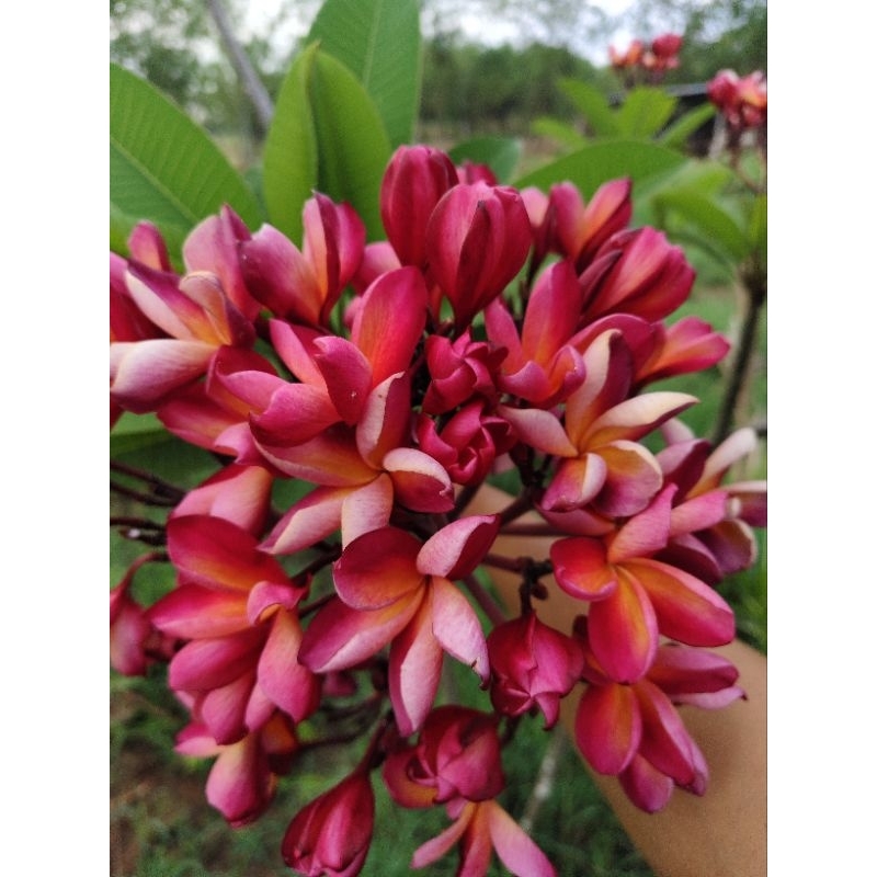 กิ่งลีลาวดี Mermaid Gem Plumeria หรือ สามกษัตริย์ 1/3/5/10 กิ่ง ดอกสีส้มโอรส ดอกและช่อดอกใหญ่
