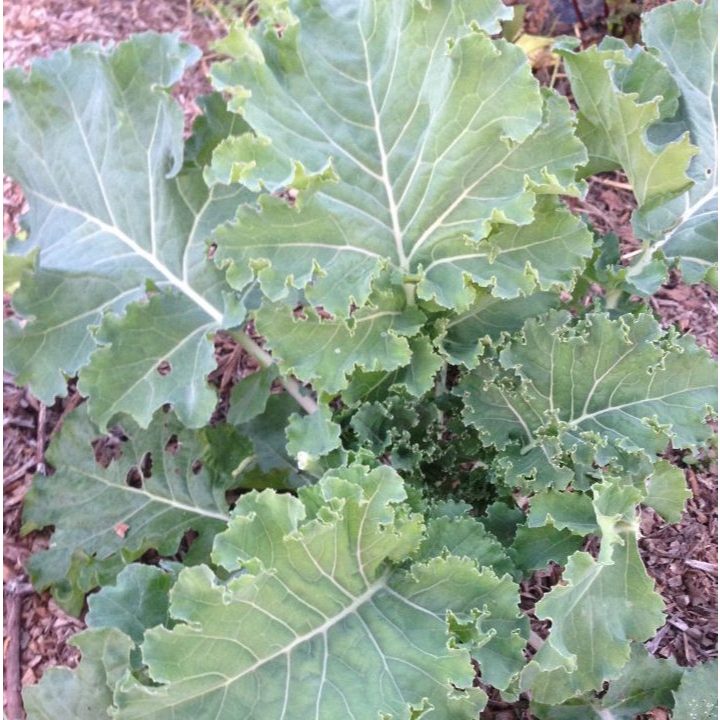 ต้นพันธุ์ เคลไซบีเรียน Siberian Kale หรือ เคล ไซบีเรียน  ถุงดำละ 29 บาท เป็นผักใบเขียวที่มีคุณค่าทาง