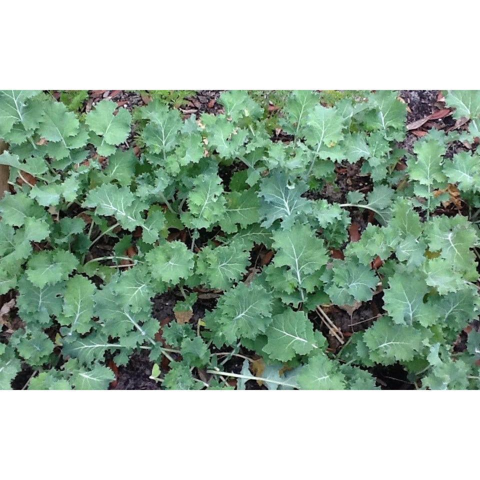 ต้นพันธุ์ เคลไซบีเรียน Siberian Kale หรือ เคล ไซบีเรียน  ถุงดำละ 29 บาท เหมาะสำหรับทานเป็น ผักสลัด น