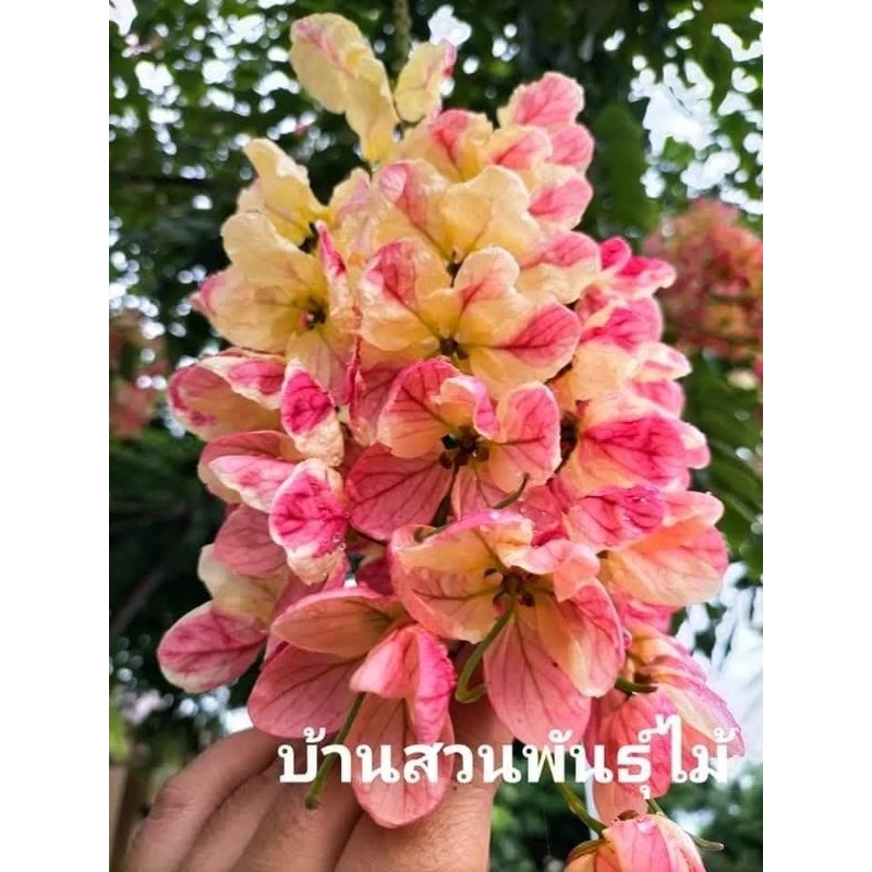 ต้นคูณสายรุ้ง ขนาด50ซม.