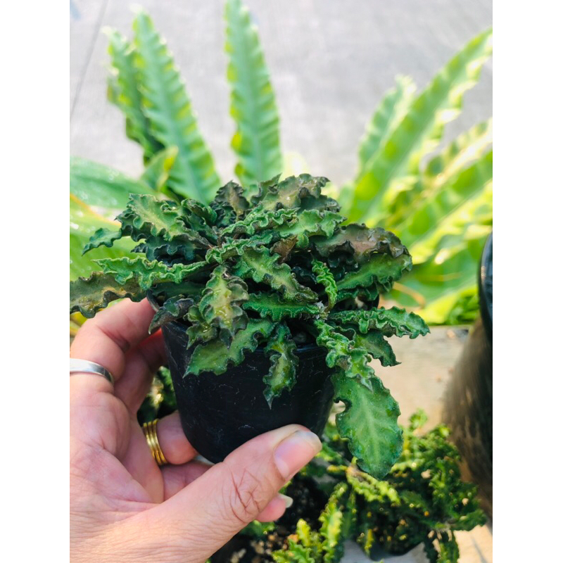 ยูโฟเบียไดโนเสาร์ Euphorbia decaryi กระถาง 2.5 นิ้ว ภาพถ่ายจากต้นจริงทางร้าน