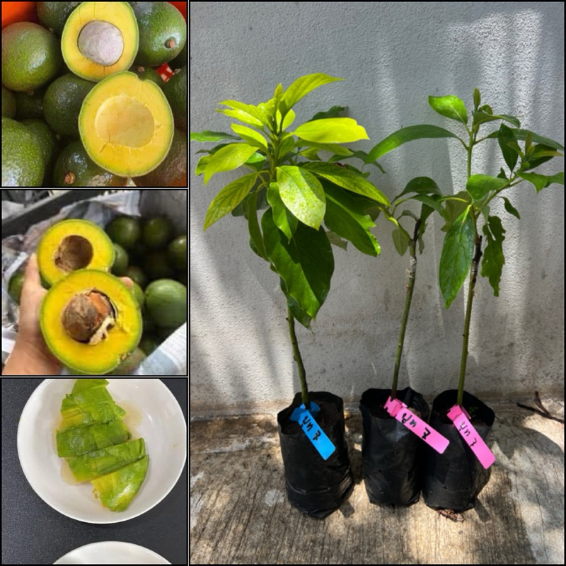 ต้นอะโวคาโด พันธุ์บูท7 #ต้นพันธุ์เสียบยอด ลำต้นแข็งแรงรากติดแน่นพร้อมปลูกลงดิน