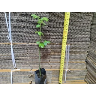 ซื้อ 4 แถม 1 กุหลาบ ต้นกุหลาบ กิ่งกุหลาบ (ส่ง 2 ต้นขึ้นไป) เลือกสายพันธุ์ได้ สายพันธุ์ต่างประเทศ ไม้ดอกไม้ประดับ