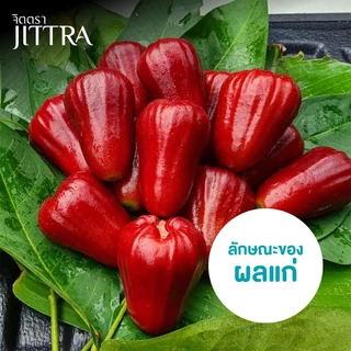 จิตตรา ต้นพันธุ์ชมพู่ทับทิมจันทร์ กิ่งตอนสูง 60-80 ซม. โตไวให้ผลเร็ว พร้อมส่ง เคลมฟรี ต้นพันธุ์ผลไม้