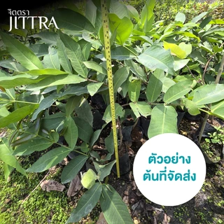 จิตตรา ต้นพันธุ์ชมพู่ทับทิมจันทร์ กิ่งตอนสูง 60-80 ซม. โตไวให้ผลเร็ว พร้อมส่ง เคลมฟรี ต้นพันธุ์ผลไม้