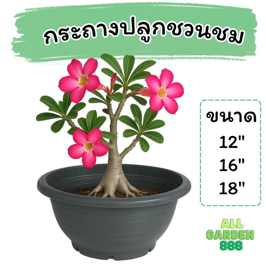 กระถางชวนชม อ่างบัว อ่างพลาสติก กาละมัง ขนาด 12" 16" 18"