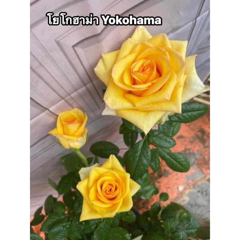 กุหลาบ-โยโกฮาม่า ”Yokohama“  สีเหลือง ดอกใหญ่ บานทน เลี้ยงง่าย