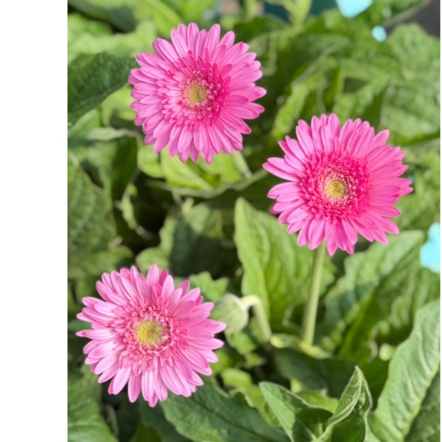 🔥ต้นเยอบีร่าถุงขนาด4 ×8นิ้ว(1ต้นมี1-2ดอกตูม)🌸🔥