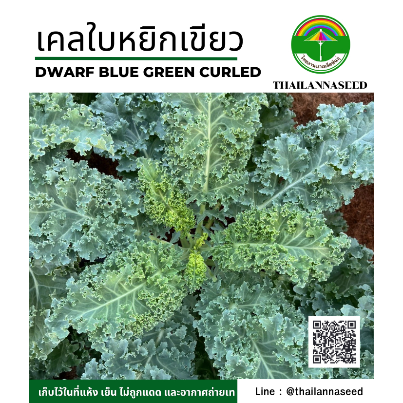 เมล็ดพันธุ์ผักสวนครัว เคลใบหยิกเขียว ( Dwarf Blue ) ( ขนาด 0.5 กรัม ) รหัสสินค้า 6048