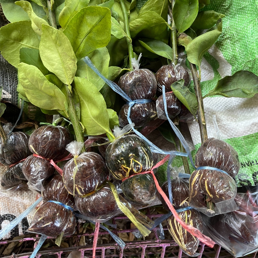 กิ่งมะนาวไร้เมล็ด ลูกใหญ่ น้ำเยอะ ตัดใหม่ทุกวัน ขนาด 60-80 ซม. - รูปที่ 3