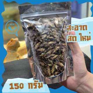 [ส่งทันที] สะดิ้งแช่แข็ง อาหารสัตว์ สัตว์กินแมลง Exotic โปรตีนสูง สำหรับชูก้าไกรเดอร์ ตุ๊กแก กบ