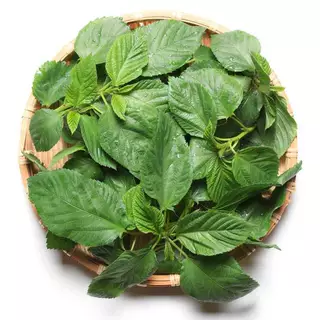 เมล็ดพันธุ์ ใบปอ โมโรเฮยะ 150 เมล็ด ของแท้จ้า