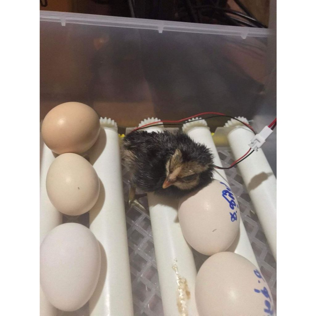 รูปภาพ 8