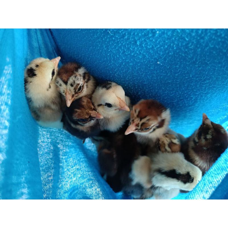 รูปภาพ 7