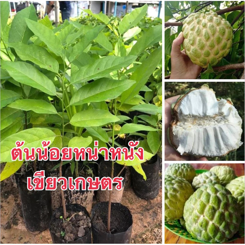 ต้นน้อยหน่าหนังเขียวเกษตร 5ต้น99.พร้อมส่งค่ะ