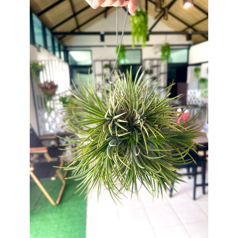 ทิลแลนด์เซีย ไอโอนันทา บอลแบบแขวนต้นเขียวยังไม่ติดดอก รับเยอะมีราคาส่ง