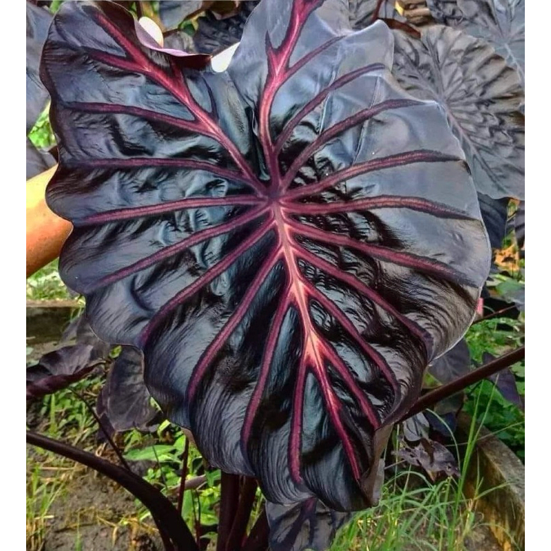 โคโลคาเซีย นีออน ( Colocasia Neon )ไม้ประดับ ไม้ฟอกอากาศ ไม้มงคล  ต้นไม้แต่งสวน ราคาถูก