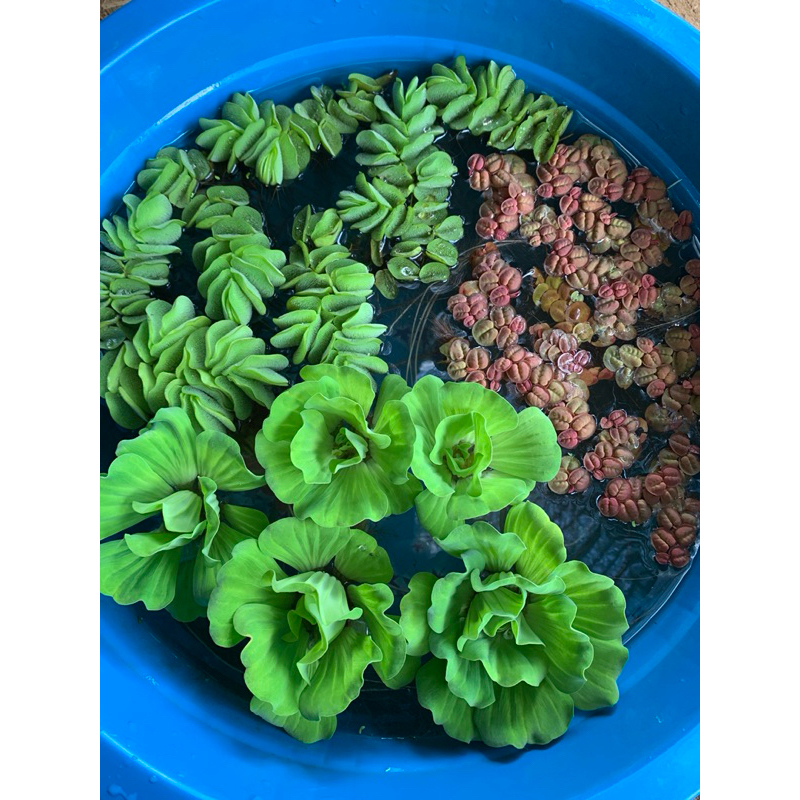 (พร้อมส่ง)ชุดเซ็ตเล็ก(จอกกุหลาบ จอกหูช้าง จอกแดงญี่ปุ่น)