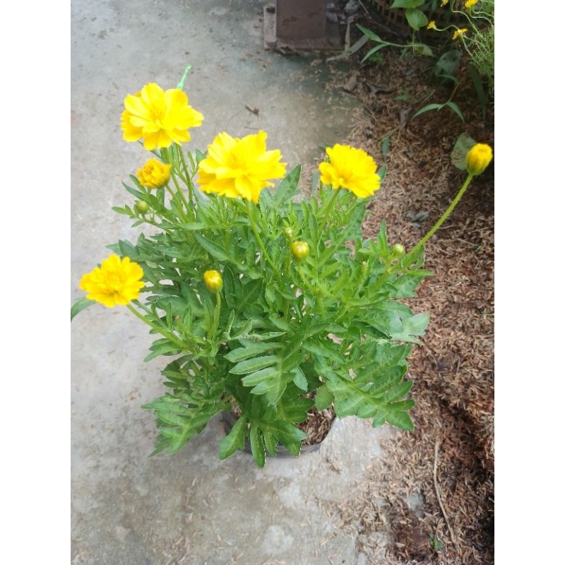 ต้นดาวกระจาย(Mexican Aster)