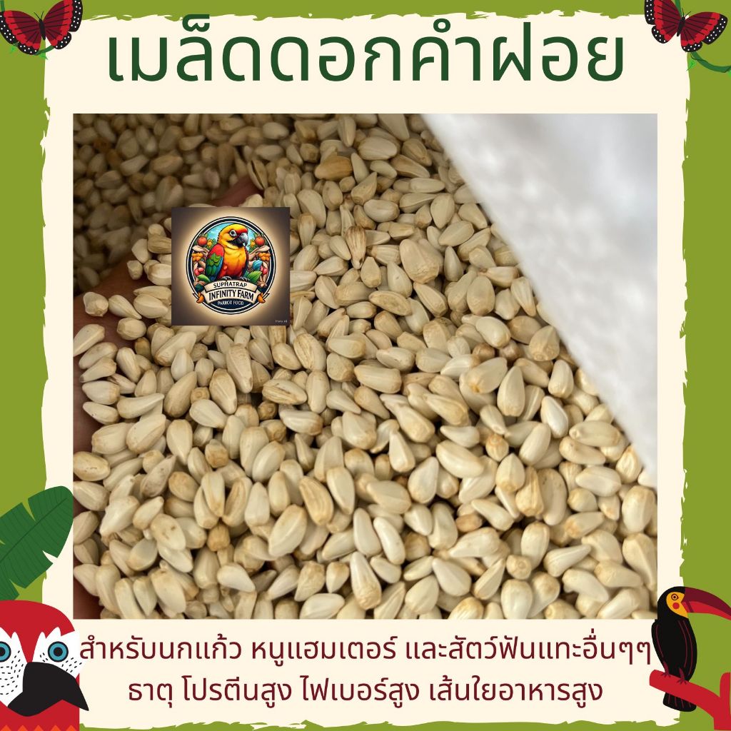 ดอกคำฝอย Safflower (ทานตะวันขาวจิ๋ว) เกรดA เม็ดเล็ก อาหารนกแก้วและสัตว์ฟันแทะ สะอาด ร่อนฝุ่น (แบ่งขาย 250G / 500G / 1KG)