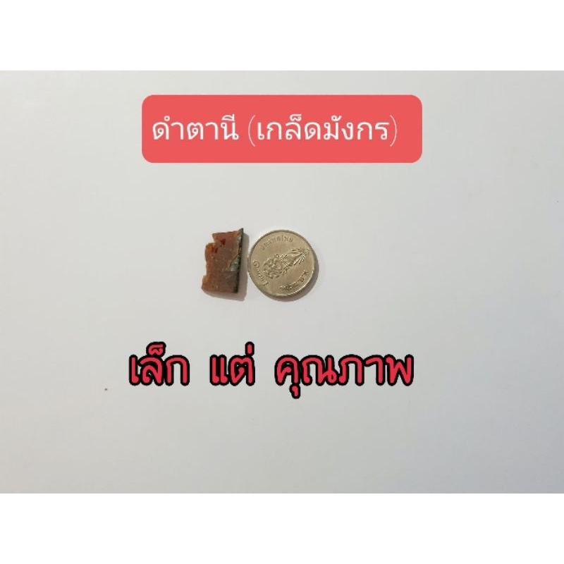 ดำตานี เกล็ดมังกร เก็ดใหญ่ มาก