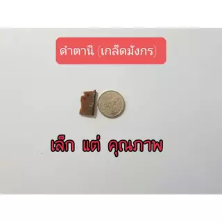 ดำตานี เกล็ดมังกร เก็ดใหญ่ มาก