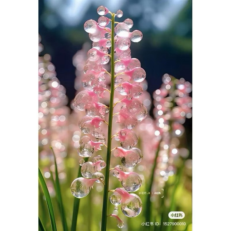 💐ต้นระฆังทอง สีชมพู💐เมล็ดพันธุ์50เมล็ด🍂สีสันสวยงาม🍂ไม้ดอกไม้ประดับ🍂ไม้มงคล