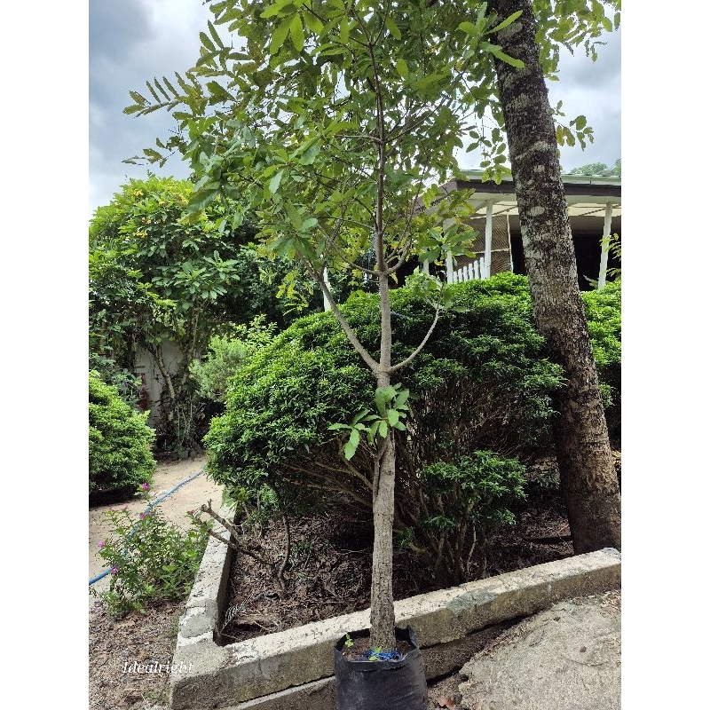 ต้นจิกน้ำ หน้ากว้าง1-2นิ้ว สูง 2 ม. สวยๆค่ะ