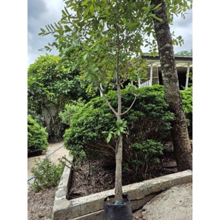 ต้นจิกน้ำ หน้ากว้าง1-2นิ้ว สูง 2 ม. สวยๆค่ะ