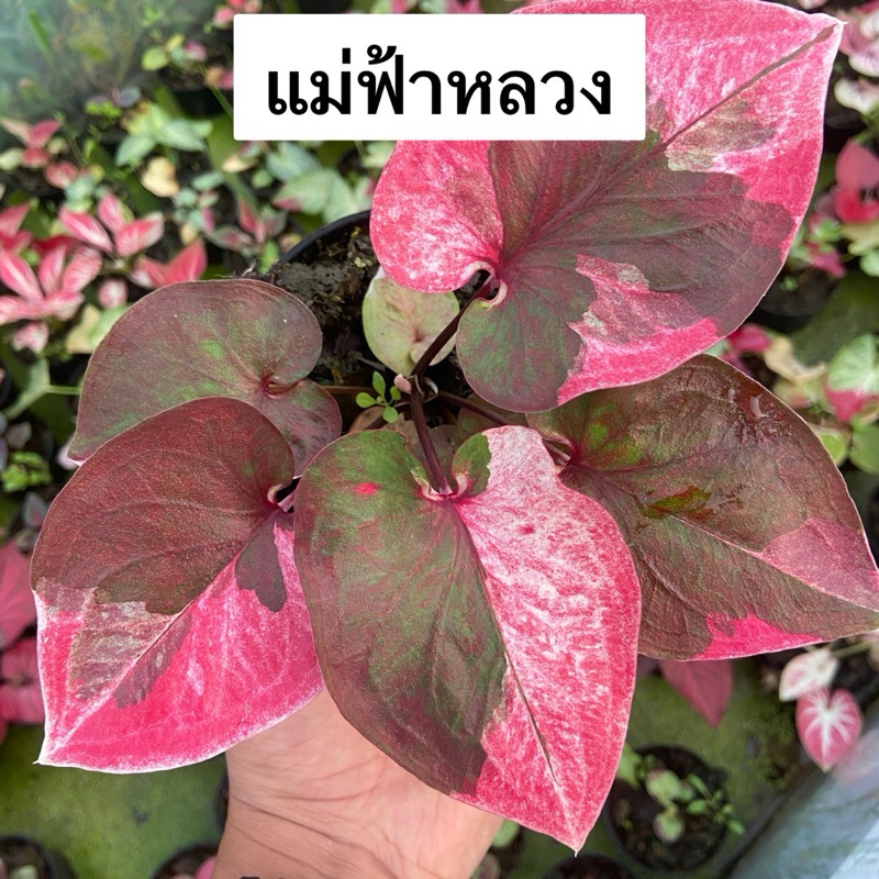 แม่ฟ้าหลวงบอนสี บอนสีด่างชมพู ใบดก พุ่มสวย