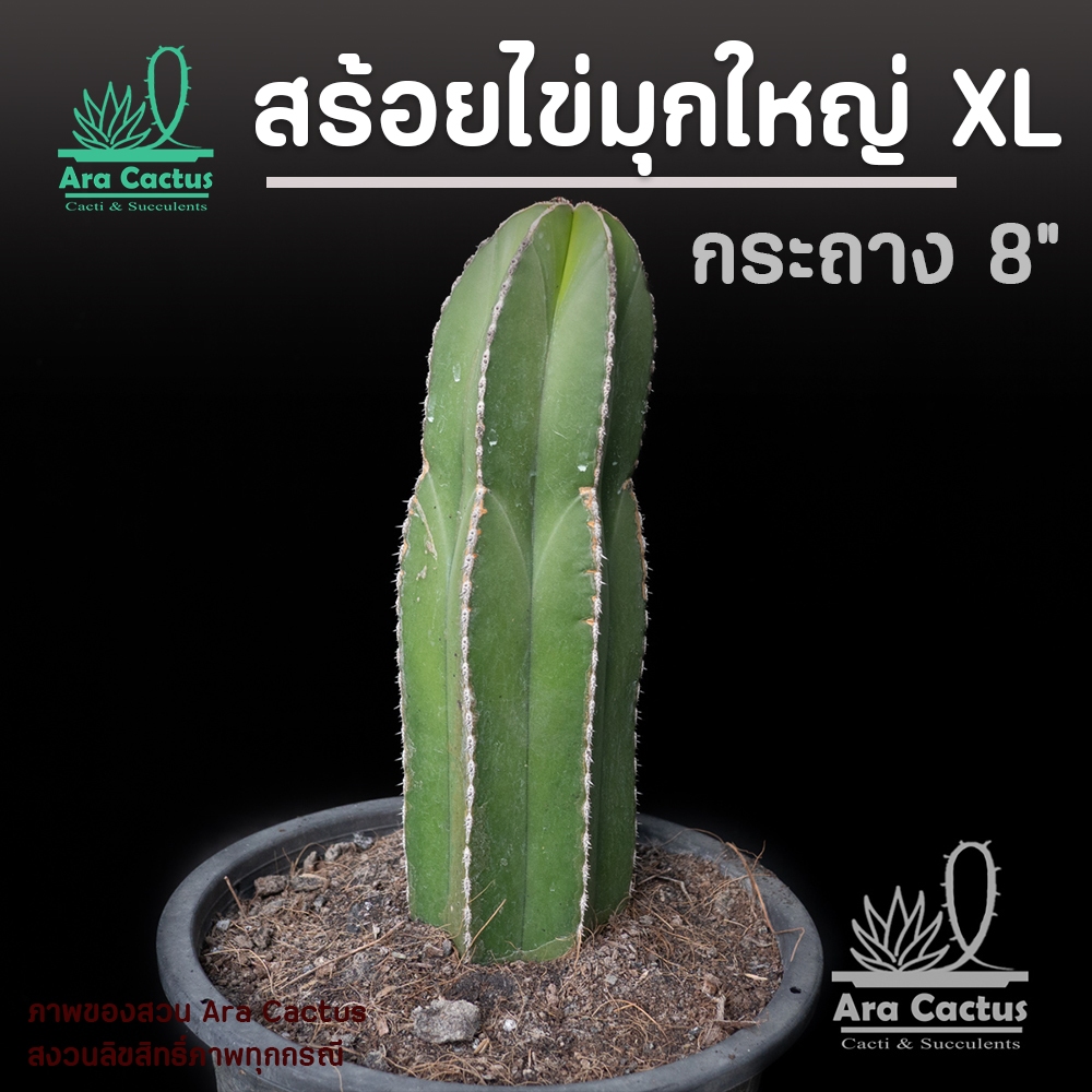 หน้าตัดใหญ่มาก! แคคตัสสร้อยไข่มุก XL ไม้ลำ Pachycereus marginatus ไซส์กระถาง 8 นิ้ว แคคตัส กระบองเพชร ไม้ประดับ