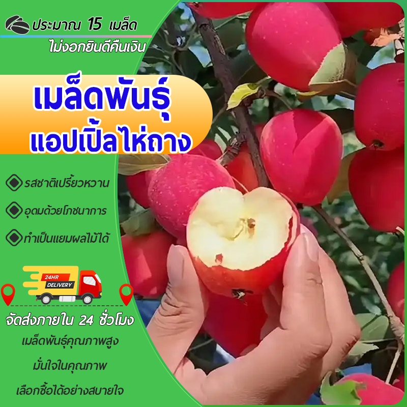 15เมล็ดเมล็ดพันธุ์แอปเปิ้ลไห่ถาง เมล็ดจี้ซิงกั๋ว เมล็ดแอปเปิ้ลไห่ถาง เปรี้ยวหวาน ผลไม้จากมองโกเลีย