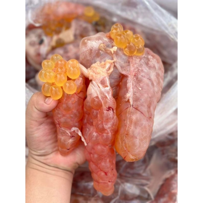 ไข่ปลาริวกิว Size: S M L XL ขนาด500g 1kg 🐟พร้อมจัดส่ง🐟