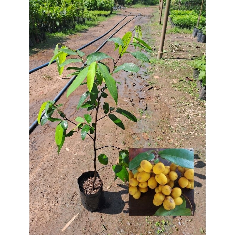 ต้นนมเเมว🌱🌱(กิ่งตอน)สูง50-60ซม.ต้นพร้อมปลูก