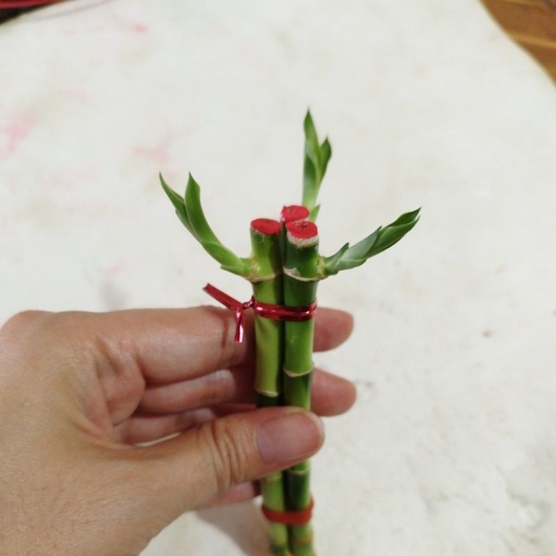ไผ่กวนอิม พุ่ม 3 ต้น (เฉพาะต้นไม้)