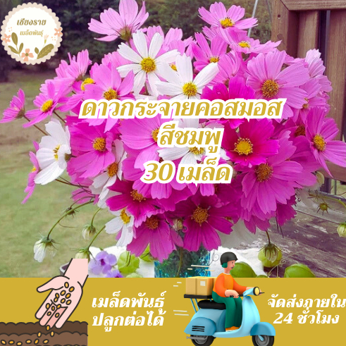 เมล็ดพันธุ์ ดอกดาวกระจาย สีชมพู 30 เมล็ด Pink Gloria Cosmos Flower Seed เมล็ดพันธุ์แท้ นำเข้าจากต่างประเทศ ปลูกผัก โตไว