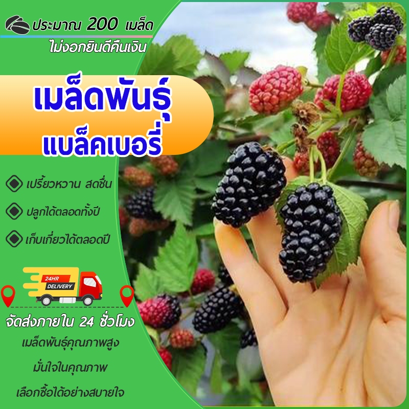 200 เมล็ดเมล็ดพันธุ์แบล็คเบอรี่ เมล็ดแบล็คเบอรี่ แบล็คเบอรี่ เมืองร้อน งอกง่าย โตไวพุ่มใหญ่ ทานอร่อย