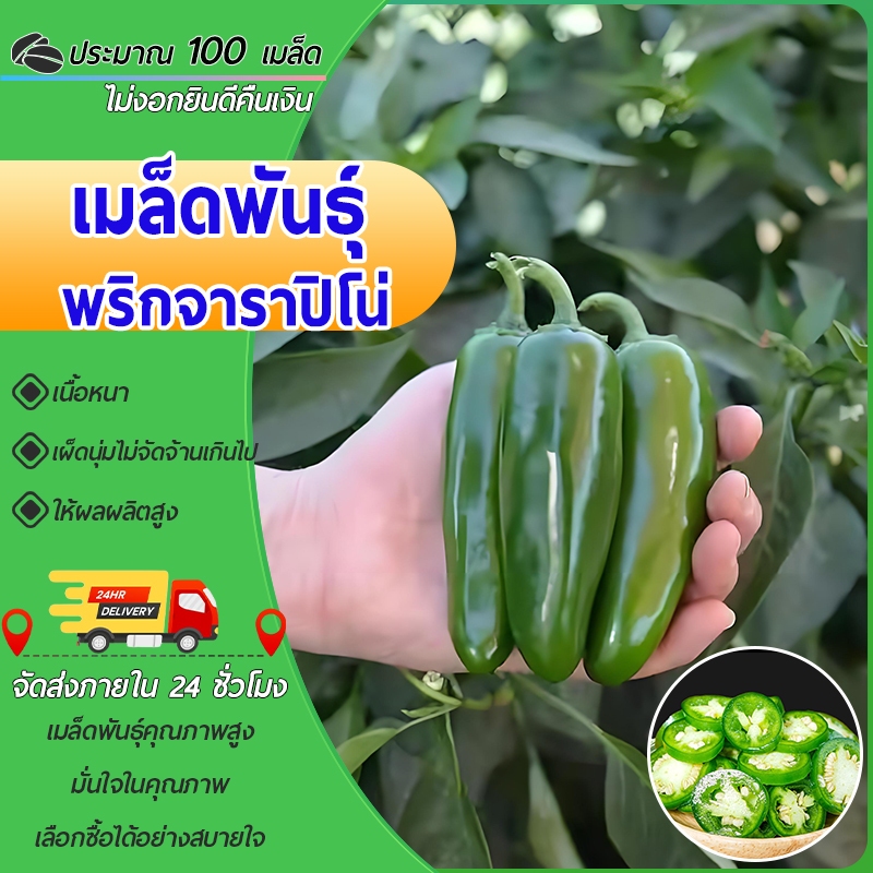 100 เมล็ดเมล็ดพันธุ์พริกจาราปิโน่ (Jalapeno Pepper Seed)พริกหัวกระสุน  คุณภาพดี ราคาถูก ของแท้