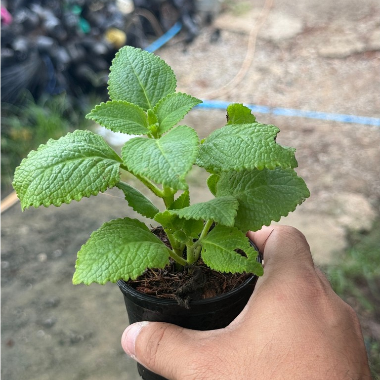 มุมมอง 4