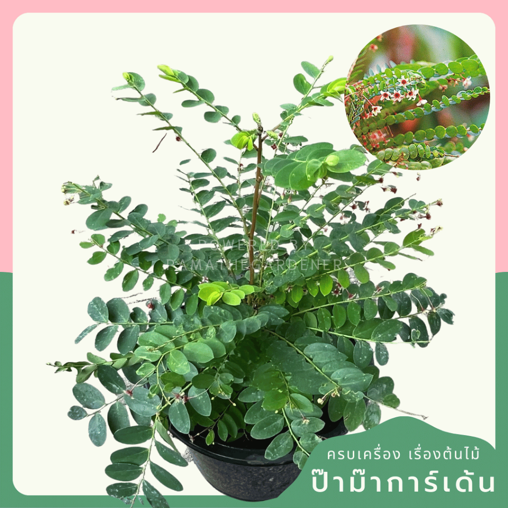 มุมมอง 2