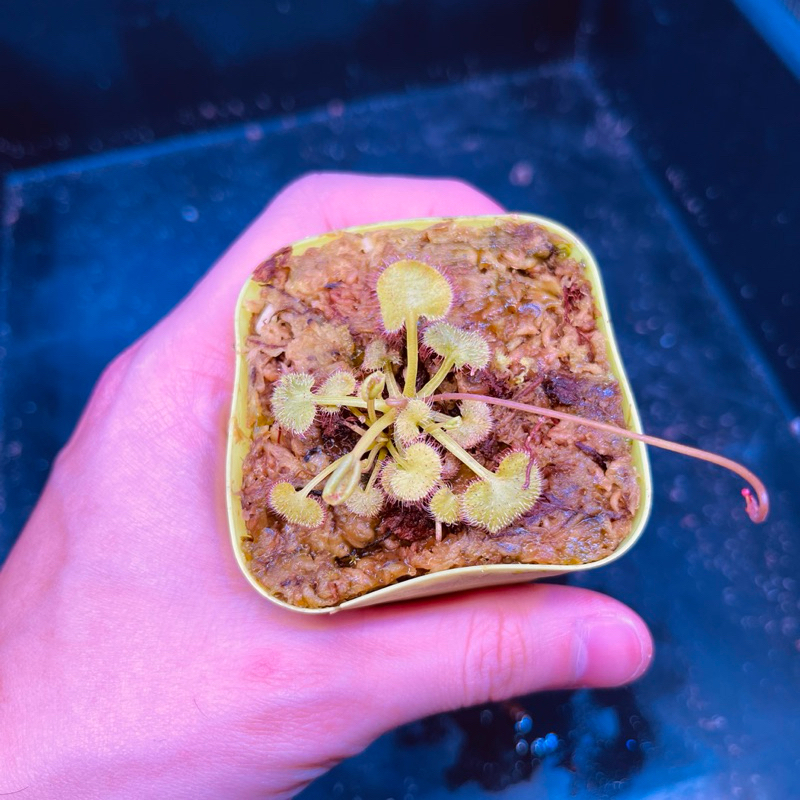 🔥New หยาดน้ำค้าง Drosera Prolifera