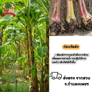 หน่อกล้วยไข่ จากสวนจังหวัดกำแพงเพชร พร้อมส่ง ขุดสด หน่อกล้วยสมบูรณ์ หยกเพชรฟาร์ม