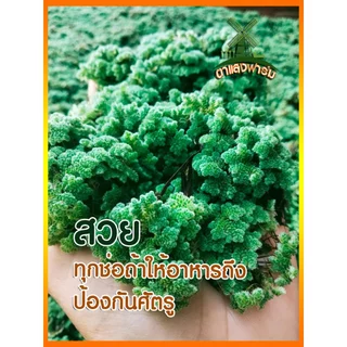 แหนแดงแม่พันธุ์ พร้อมส่ง เกรดAAA ราคาถูก