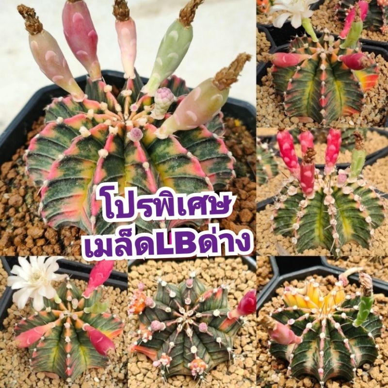 โปรพิเศษ เมล็ดLBด่าง 1หลอด ได้500เมล็ด+++