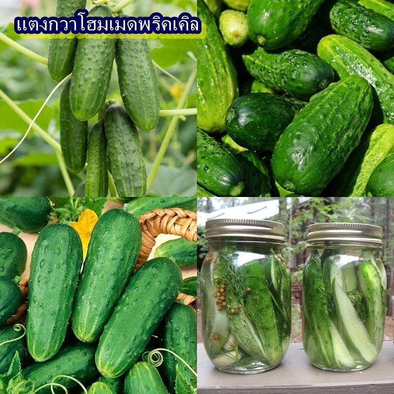 12 เมล็ด เมล็ดแตงกวาโฮมเมดพริคเคิล (แตงกวาลูกเล็ก รสชาติหวานกรอบ นิยมเอาไปทำแตงกวาดอง ทานสดอร่อย อายุเก็บเกี่ยว 70 วัน)