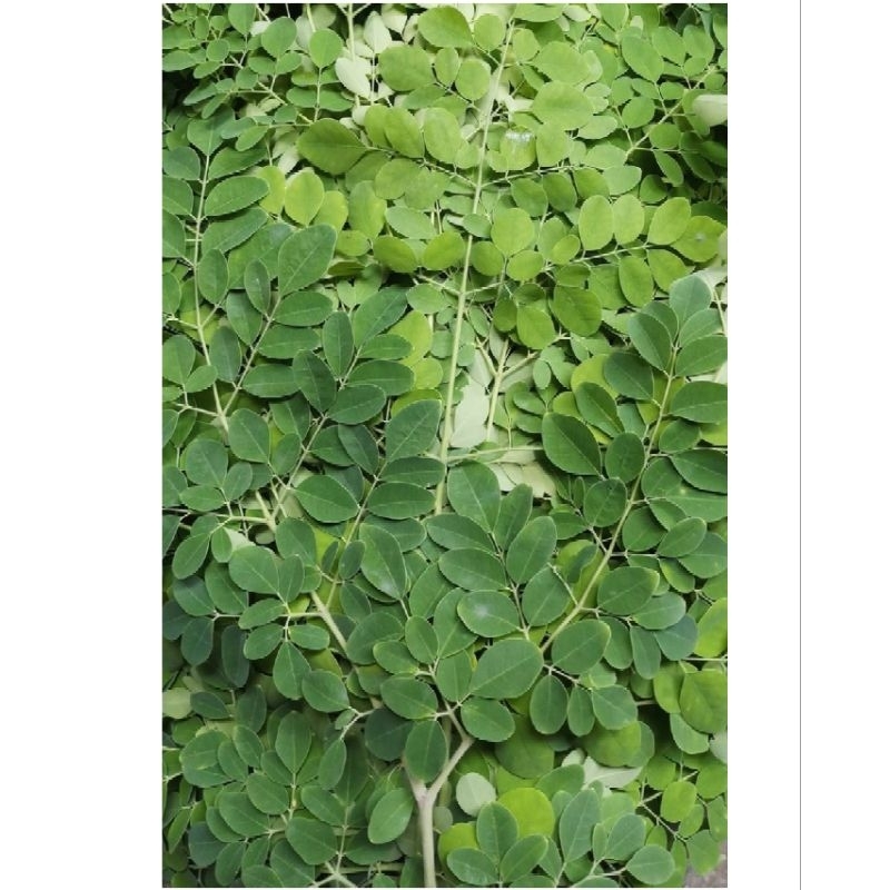 ใบมะรุมออแกนิคเก็บสด (บรรจุ 200/350g)